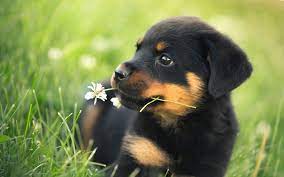 Cute Rottweiler Puppies Wallpaper Rottweiler Puppies Rottweiler Puppies