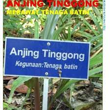 Pokok herba ubat tenaga batin rawatan n. Pokok Anjing Tinggong Herba Rare Dari Hutan Merawat Tenaga Batin Bg Lelaki Shopee Malaysia