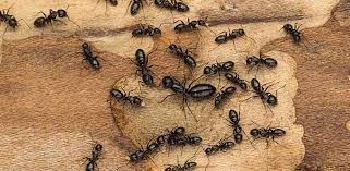 Image result for ant bite