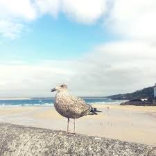 Hello Seagull Seagull Seagullsofinstagram Stives Seabird Cornishcoast Cornishlife Coastalvibes Wal Cornwall Coast Sea Birds South West Coast Path