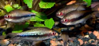 Image result for Tetracera bussei