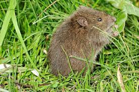 Native Bush Rat In Marysville Bush Rat Marysville Rats