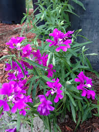 Image result for Bonatea pulchella