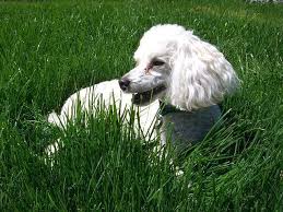 pin on apartment dog breeds