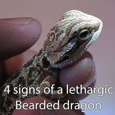 4 Signs Of A Lethargic Bearded Dragon Bearded Dragon Bearded Dragon Cute Dragon Facts