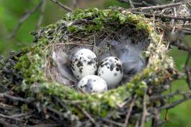 Photo Gallery Of Wild Bird Nests And Eggs Bird Eggs Bird Nest Wild Birds