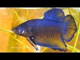 Live betta fish big one male super. Hd Super Giant Betta Male Female Sparring Bubble Nest Youtube Betta Fish For Sale Betta Fish
