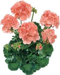 The hardy cranesbill (geranium spp.), the hanging ivy type (pelargonium peltatum), and the garden geranium (pelargonium x hortorum). Futaba Japanese Rosebud Pelargonium Geranium Flower Seeds Peach 100pcs Seed Price In India Buy Futaba Japanese Rosebud Pelargonium Geranium Flower Seeds Peach 100pcs Seed Online At Flipkart Com