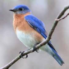 Birds Of Western New York State New York State Bird Eastern Bluebird Sialia Sialis Blue Bird State Birds Bird