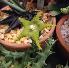 Image result for Orbea dummeri