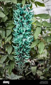 Image result for Strongylodon macrobotrys