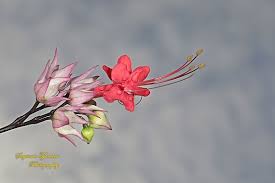 Clerodendrum thomsoniae, popularly known as bleeding heart vine, is a twining evergreen shrub or vine and a wonderful addition to any garden. Nona Makan Sirih The Pink Bleeding Heart Vine Clerodendrum Speciosum By Sugian1212 Jungledragon