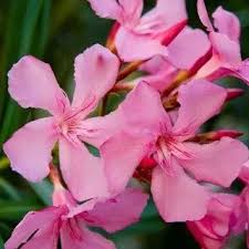 Image result for Sphaeropsis tumefaciens oleander symptoms