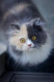 We did not find results for: Lucu Banget Kumpulan Nama Nama Kucing Terlengkap