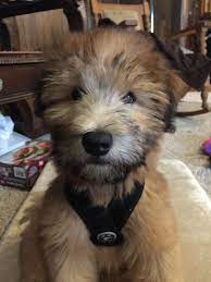 3 Month Old American Soft Coated Wheaten Terrier Wheaton Terrier Puppy Baby Dogs Wheaton Terrier