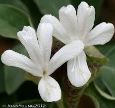 Image result for Barleria albostellata