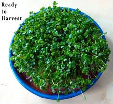 Sprouting Chia And Other Small Seeds Growing Chia Seeds Sprouting Chia Seeds Growing Sprouts