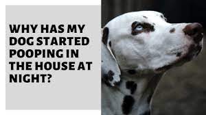 Why Has My Dog Started Pooping In The House At Night