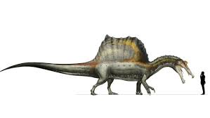 Image result for Dinophora