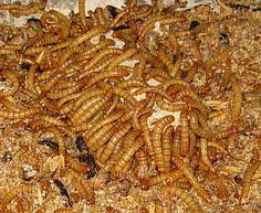 Mealworms thrive in a while you wait for this process to take place, check the bin every day and take care of the mealworms by. How To Care For Mealworms Best Method Mealworms Pupa Care Atbuz