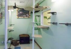 We did not find results for: 40 Best Cat Daycare And Hotel Ideas Cat Daycare Hotel Pet Resort