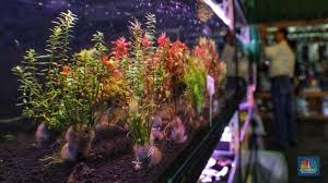 Oleh karena itu banyak yang mencari cara membuat aquascape untuk dijadikan hiasan di rumah. Yuk Kenali Aquascape Sebuah Seni Dekorasi Dalam Akuarium
