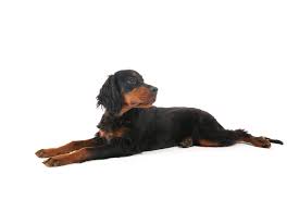 Gordon setter (comprehensive owner's guide). Gordon Setter Dogs Breed Information Omlet