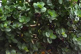 Image result for Syzygium cordatum