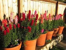 Pin On Plante Jardin