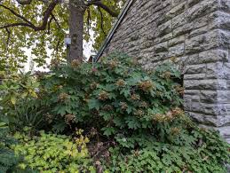 Image result for Hydrangea quercifolia