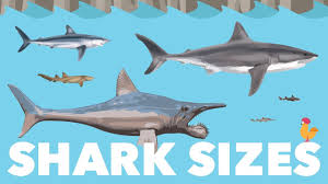 shark size species comparison