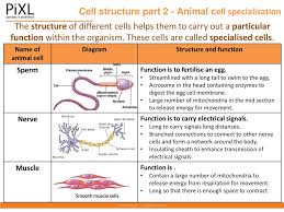 Find my revision workbooks here: Aqa Topic Cell Biology Ppt Download
