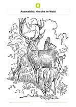 Hirsche 11 von 11 ziehbaren texten. Ausmalbilder Waldtiere Kostenlose Ausmalbilder