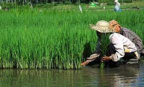 Penanaamn tanaman hias harus dilakukan dengan benar agar tanamannya tetap tumbuh subur. Pengertian Budidaya Tanaman Menurut Para Ahli Ilmu Pertanian