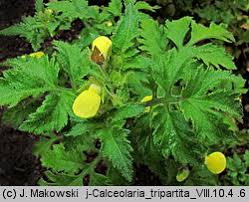 Image result for Calceolaria tripartita