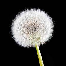 But before she can blow its white fluff away, her brother tells her she has to make a wish. A Dandelion S Natural Cycle Causes Chaos And Confusion On The Internet
