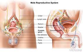 Anatomy & physiology of male reproduction toggle anatomy & physiology of male reproduction menu options. Reproductive System Male Anatomy Image Details Nci Visuals Online