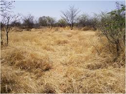 Image result for Aristida rhiniochloa