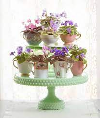 How To Grow African Violet Plants African Violets Plants African Violets Violet Plant