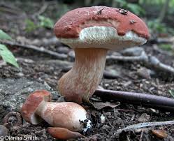 Image result for Xanthoconium separans