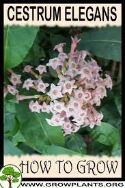 Low water need once establish. Cestrum Elegans How To Grow Care