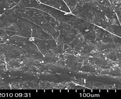 Image result for Zanha golungensis