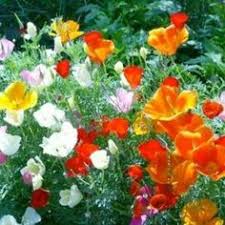 We did not find results for: 120 Garden Gardening Ideas Garden Lawn And Garden Planting Bulbs