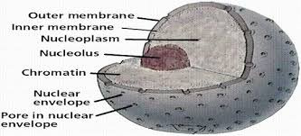 Nucleolus contained within the cell nucleus. Nucleolus Chemical Composition And Function Qs Study