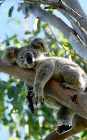 Australian National Treasure Koala Page 26 Of 27 Gloria Love Pets Animals Cute Animals Baby Animals