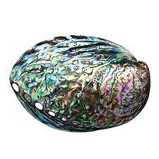 In pinna, the tablets are rectangular, with symmetric sectors more or less soluble. 10 12cm Grosse Regenbogen Abalone Shell Charme Strand Muschel Auto Buro Haus Dekor Shells Starfishes Aliexpress