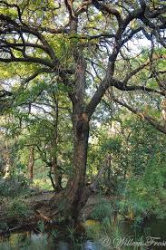 Image result for Bridelia micrantha