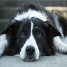 No need to make an appointment. Doxycycline For Dogs Uses And Side Effects