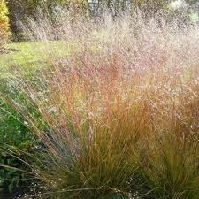 Image result for Sporobolus mildbraedii