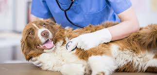 After your appointment is booked. South Suburban Low Cost Vet Services In Chicago Heights Il